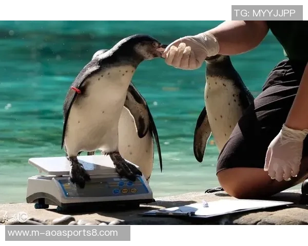 足球运动员体重对比赛表现的影响及如何科学管理体重的建议